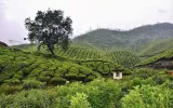 Kerala Munnar Adventure Tour: A Memorable Culinary Adventure Across Kerala Tea Plantations